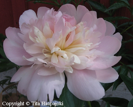 Kiinanpioni, Paeonia lactiflora 'Eden's Perfume' Paeonia lactiflora 'Eden's Perfume', kiinanpioni.jpg